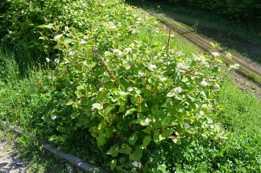 Roncola bassa (BG) :  Cornus sanguinea